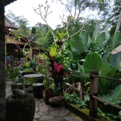 Umah mimpi
