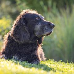 Haus Wiesengrund - Hundefreundlich
