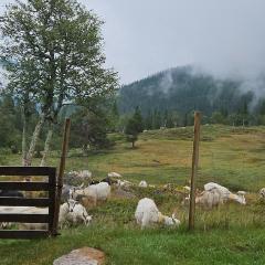 Magic View - Unspoiled nature - Summer mountain pasture with goats