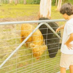 Fun Family Escape with Highland Cows
