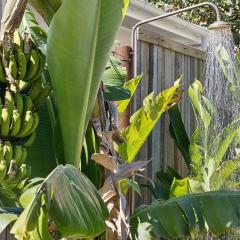 Paperbark - Angourie Oasis