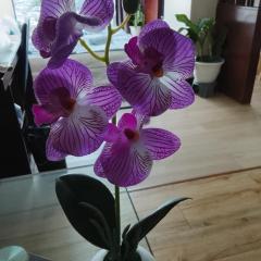 Sky saffron city centre Family room 4 pax