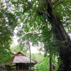 Allpayacu Adventures Lodge - All Inclusive