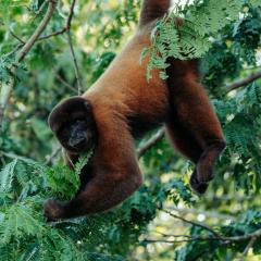 Allpayacu Adventures Lodge - All Inclusive