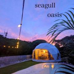 Seagull oasis