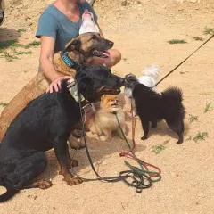 Urlaub mit hund
