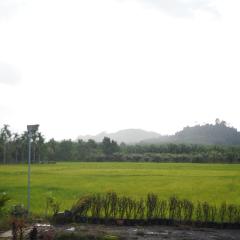Rice Field Bungalows