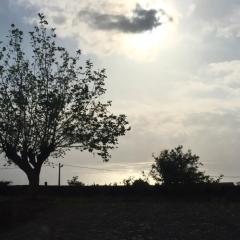 Serreta Island Home