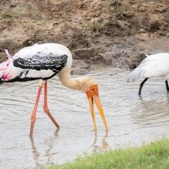 Nature's peak Udawalawa