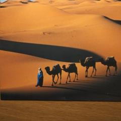 Camels House