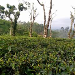 Argyle Rock Bungalow
