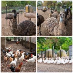 Nature Farm Stay , Lake , Fish , Animals ,Romance