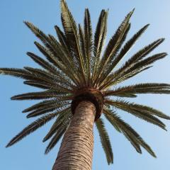 Papaya Cottage Punta del Hidalgo La Azócar