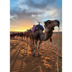 Merzouga Activities Luxury Camp
