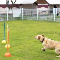 Seosan Pet Glamping Pension Pet N Tree