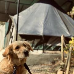 The Hulya glamping under sky Since 2021