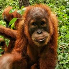 Tiga dara guest house jungle trekking