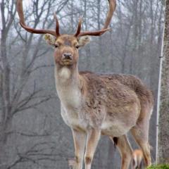 Holiday rancho Zeltrīti