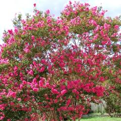 Chambre d'hôte l'Olivier