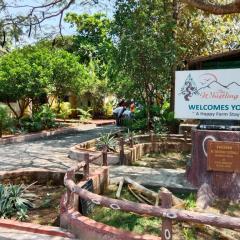 The Whistling Pine Woods