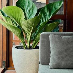 Iron Oak Villa Bali - nearby Canggu