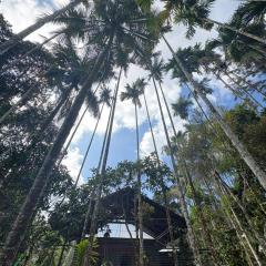 sahara dua jungle farmstay