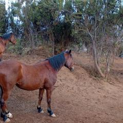 Finca Rural House El Pajal Relax