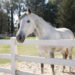 Wine Country Ranch Escape