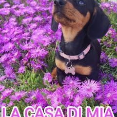 La Casa di Mia