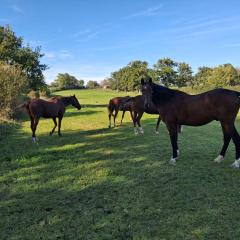 Hebergement calme et verdoyant