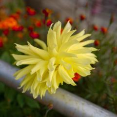 Purexp Rishop REJOY Homestay