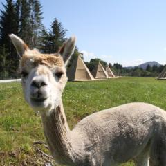 Alpakkaparken Glamping med parktilgang