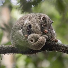 Malanda Falls Retreat