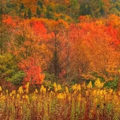 NEW Tryon Cabin by TIEC in Green River Highlands