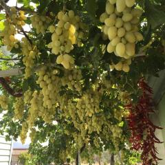 Güneş Tatil Köyü