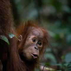 Bukit Lawang Joint Trekking Loge & Transport