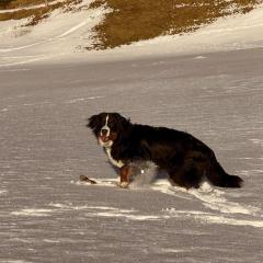 Ferienwohnung Schweizer Sennenhund
