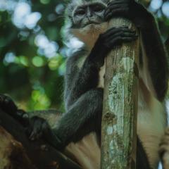 Bukit Lawang Joint Trekking Loge & Transport