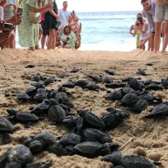 JK House Turtle Point