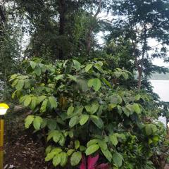 Finca Backwater Homestay