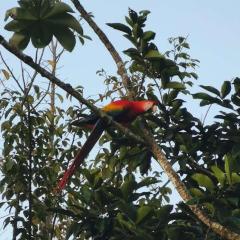 Hotel la montaña el trogon