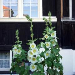 Ferien In Der Vogelherd