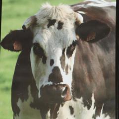Maison lumineuse avec grande terrasse et WIFI près d'Alençon - FR-1-497-163
