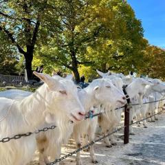 Ferienwohnung Im Dorf Urnäsch
