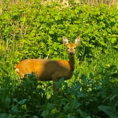 Ferienwohnung In Patzig Mit Großer Terrasse