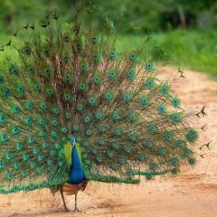 Sunny Home Udawalawa