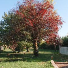 Appartement Jungle Cosy - Bureau & Fibre - Proche Futuroscope