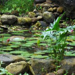 Ranpokuna Bungalow with 3 Bed Rooms