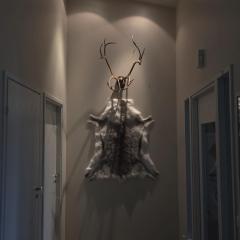 Arctic Fox Rovaniemi