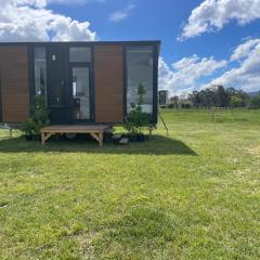 Billy Button by Tiny Away